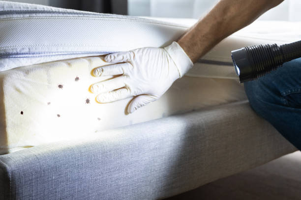 Best Wasp Removal Services  in Winfield, IL