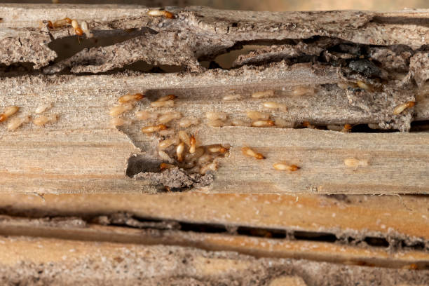 Best Affordable Pest Control Services  in Winfield, IL