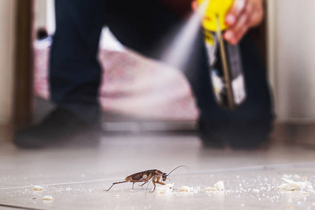 Trusted Winfield, IL Pest Control Experts